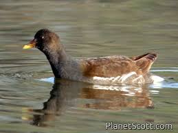 Attēlu rezultāti vaicājumam “Gallinula chloropus juvenile”