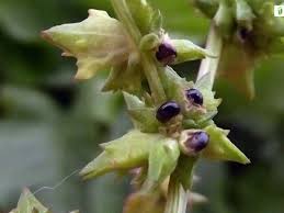 Attēlu rezultāti vaicājumam “Atriplex littoralis fruit”