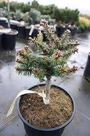 Attēlu rezultāti vaicājumam “Abies balsamea”