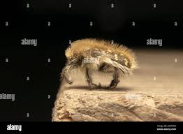 Attēlu rezultāti vaicājumam “Oxythyrea funesta imago”