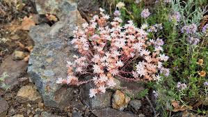 Attēlu rezultāti vaicājumam “Sedum hispanicum fruit”