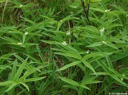 Attēlu rezultāti vaicājumam “Mnium stellare”