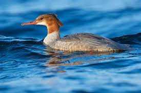 Attēlu rezultāti vaicājumam “Mergus merganser female”
