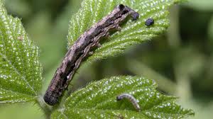 Attēlu rezultāti vaicājumam “Orthosia munda”