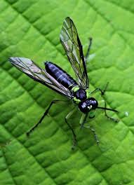 Attēlu rezultāti vaicājumam “Rhogogaster picta”