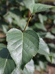 Attēlu rezultāti vaicājumam “Betula papyrifera leaf”