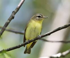 Image result for Vireo philadelphicus