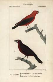 Image result for Piranga rubra