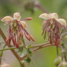 Attēlu rezultāti vaicājumam “Thalictrum flavum fruit”