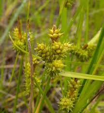 Attēlu rezultāti vaicājumam “Carex viridula”