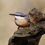 Attēlu rezultāti vaicājumam “Sitta europaea male”