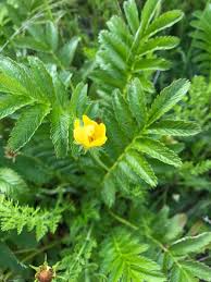 Image result for Potentilla anserina