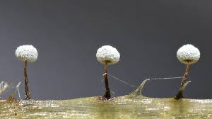 Attēlu rezultāti vaicājumam “Didymium crustaceum macro”