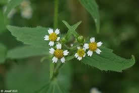 Attēlu rezultāti vaicājumam “Galinsoga quadriradiata”