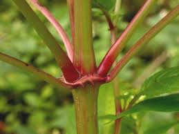 Attēlu rezultāti vaicājumam “Impatiens glandulifera leaf”