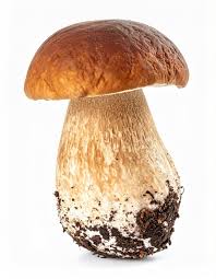 Attēlu rezultāti vaicājumam “Boletus edulis”