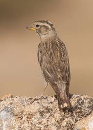 Image result for Petronia petronia