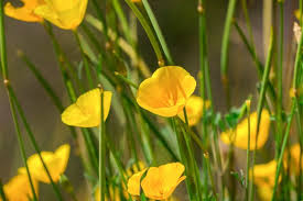 Attēlu rezultāti vaicājumam “Eschscholzia californica leaf”