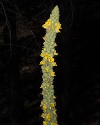 Attēlu rezultāti vaicājumam “Verbascum thapsus flower”