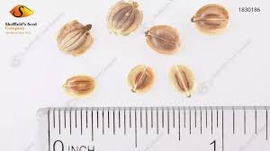 Attēlu rezultāti vaicājumam “Pastinaca sativa subsp. sylvestris fruit”