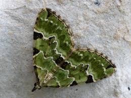 Attēlu rezultāti vaicājumam “Colostygia pectinataria male”