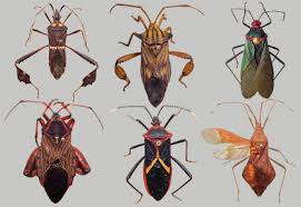 Attēlu rezultāti vaicājumam “Heteroptera”