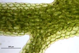 Attēlu rezultāti vaicājumam “Riccardia multifida”