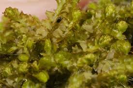 Attēlu rezultāti vaicājumam “Barbilophozia lycopodioides”