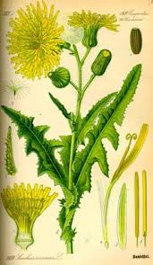 Attēlu rezultāti vaicājumam “Sonchus arvensis subsp. uliginosus fruit”