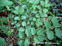 Attēlu rezultāti vaicājumam “Sanguisorba officinalis leaf”