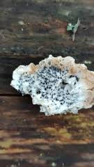 Attēlu rezultāti vaicājumam “Melanospora lagenaria”