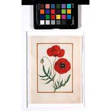 Image result for Adlumia cirrhosa