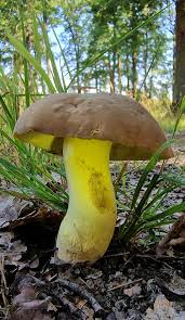 Attēlu rezultāti vaicājumam “Vouauxiomyces santessonii”