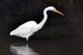 Attēlu rezultāti vaicājumam “Egretta alba”