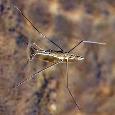 Attēlu rezultāti vaicājumam “Gerridae”