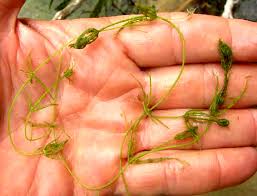 Attēlu rezultāti vaicājumam “Chara intermedia female”