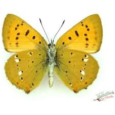Attēlu rezultāti vaicājumam “Lycaena virgaureae underside”