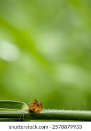 Attēlu rezultāti vaicājumam “Zygaena filipendulae exuvia”