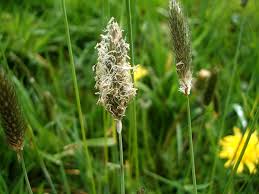 Attēlu rezultāti vaicājumam “Alopecurus pratensis flower”