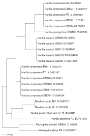 Attēlu rezultāti vaicājumam “Nardia geoscyphus”