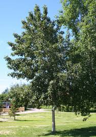 Attēlu rezultāti vaicājumam “Populus laurifolia”