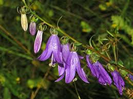 Attēlu rezultāti vaicājumam “Campanula rapunculoides leaf”