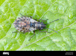 Attēlu rezultāti vaicājumam “Nithecus jacobaeae”