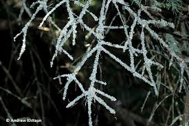 Attēlu rezultāti vaicājumam “Physcia adscendens”