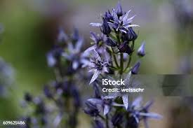 Attēlu rezultāti vaicājumam “Swertia perennis leaf”