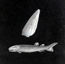 Attēlu rezultāti vaicājumam “Laccognathus panderi”