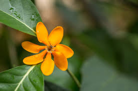 Attēlu rezultāti vaicājumam “Tubifera montana macro”