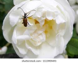 Attēlu rezultāti vaicājumam “Paracorymbia maculicornis imago”