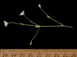 Attēlu rezultāti vaicājumam “Stellaria crassifolia”