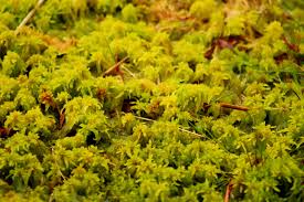 Attēlu rezultāti vaicājumam “Sphagnum cuspidatum”